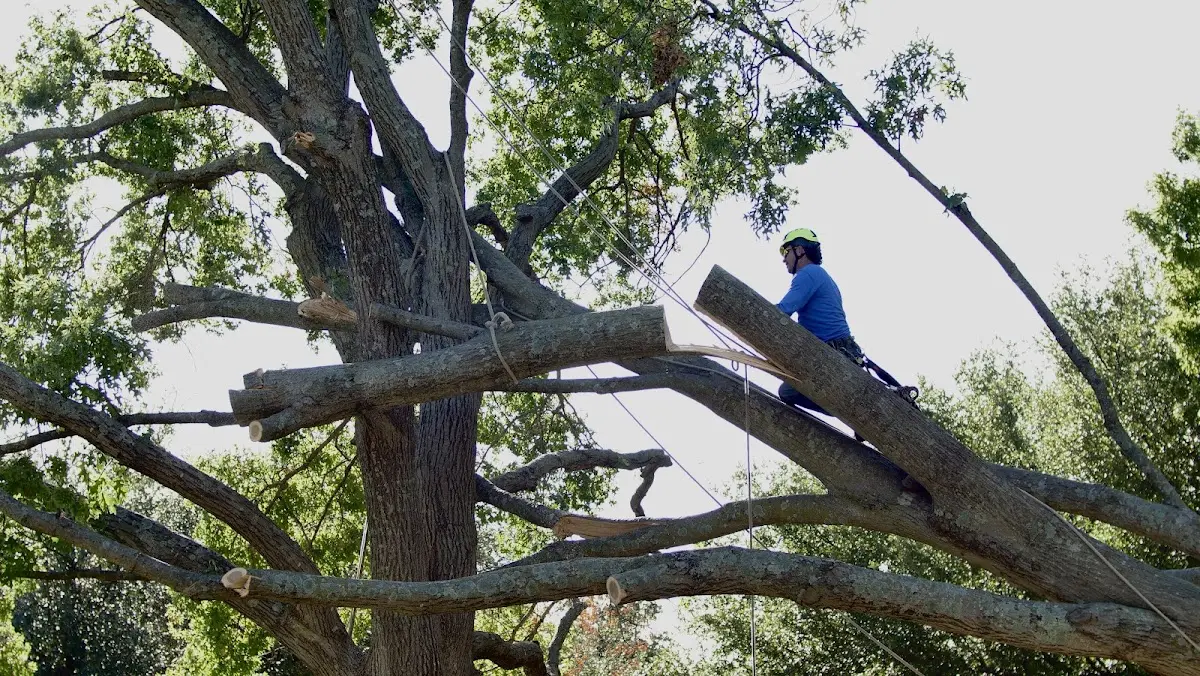 Professional Crown Thinning performed by certified arborists in Burson