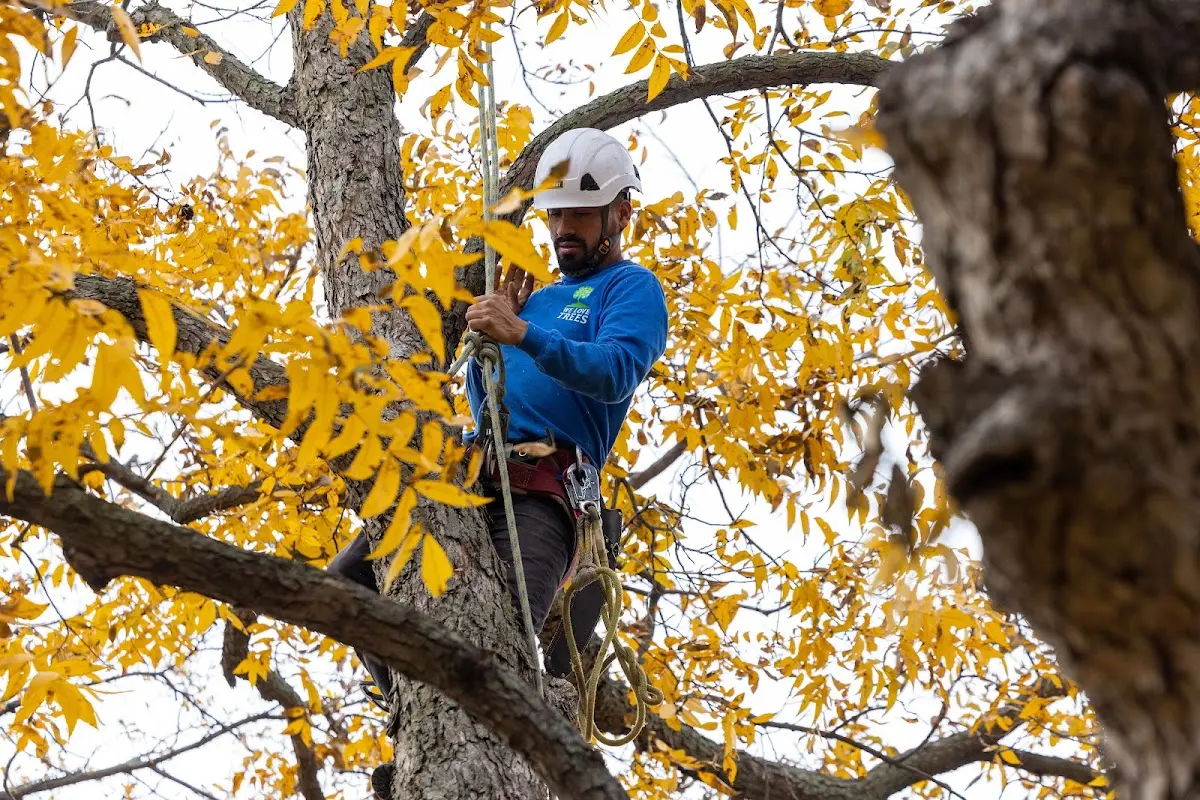 Skilled Tree Trimming crew working in Burson